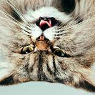 Adult Website Editing  