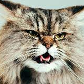 Adult Content Digital editing  